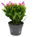 Produktbild: Großer Weihnachtskaktus – Schlumbergera – XXL – Topf 17 cm – Höhe ca. 25–35 cm – rosa Blüten – leuchtendes Rosa