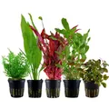 Produktbild: AquaOne Aquarium Pflanzen I 5x Wasserpflanzen Set I Hintergrund Aquarienpflanzen I Ammannia Echinodorus Ludwigia Ceratopteris Alternanthera I Set mit 5 Hintergrundpflanzen