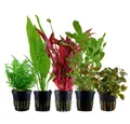 Produktbild: Aquaone Wasserpflanze Pflanzen Set mit 5 Hintergrund Wasserpflanzen Nr.142