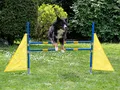 Produktbild: Procyon Profi Agility Hürde Hunde-Training-Set höhenverstellbar - FCI konform