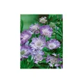 Produktbild: Scabiosa caucasica 'Perfecta', Skabiose, hellblau, ca. 9x9 cm Topf