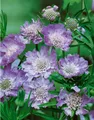 Produktbild: Pflanzen für Dich Staude Scabiosa caucasica Perfecta, 1 St., Kaukasische Skabiose, Skabiose