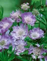 Produktbild: Scabiosa caucasica 'Perfecta', Skabiose, hellblau, ca. 9x9 cm Topf
