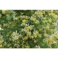 Produktbild: Lonicera Japonica Halliana Japanisches Geißblatt Cremeweiß 100–150 cm