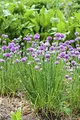Produktbild: Allium schoenoprasum 9x9 cm Topf – Winterhart, Mehrjährig, Pflegeleicht – Schnittlauch – Kräuterpflanze für Beet & Topf