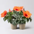 Produktbild: Hibiskus, orange, Topf-Ø 13 cm, Höhe ca. 35 cm, 2 Pflanzen