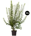 Produktbild: Dehner Hecken Gemeiner Liguster, Ligustrum vulgare, 30 Pflanzen, je 100-150 cm, wintergrüne Pflanze für 10 Meter Hecke, insektenfreundlich