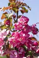 Produktbild: Malus 'Rudolph' 60–100 cm – Winterhart, Mehrjährig & Pflegeleicht – Zierapfel – Ziergehölz für Garten & Vorgarten