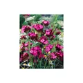 Produktbild: Dianthus carthusianorum, Karthäuser-Nelke, rosa Blüten, ca. 9x9 cm Topf