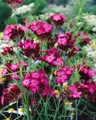 Produktbild: Dianthus carthusianorum 9x9 cm Topf – Winterhart, Mehrjährig, Pflegeleicht – Kartäusernelke – Staude für Steingarten & Beet