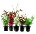 Produktbild: Aquaone Wasserpflanze Pflanzen Set mit 5 Hintergrund Wasserpflanzen Nr.118