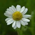 Produktbild: Römische Kamille - Chamaemelum nobile - lebende Gartenpflanze aus den Baumschulen