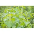 Produktbild: Ribes Aureum Gold-Johannisbeere 60–100 Cm