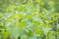 Produktbild: Ribes aureum 60–100 cm – Winterhart, Mehrjährig, Pflegeleicht – Goldjohannisbeere – Heckenpflanze für Garten & Sichtschutz
