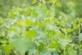 Produktbild: Pflanzen für Dich Obstpflanze Ribes aureum, 1 St., Goldjohannisbeere, Goldene Johannisbeere, Buffalo-Johannisbeere, gelbblühend, duftend