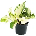 Produktbild: Exotenherz Weißbunte Efeutute Epipremnum Happy Leaf Scindapsus 12cm Topf Rankende Zimmerpflanze
