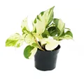 Produktbild: Exotenherz Zimmerpflanze Weiß-bunte Efeutute Epipremnum Happy Leaf Scindapsus 12cm Topf