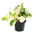 Produktbild: Exotenherz -Weiß-bunte Efeutute - Epipremnum Happy Leaf - Scindapsus - 12cm Topf