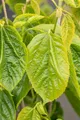 Produktbild: Pflanzen für Dich Gehölze Morus alba Giant Fruit, 1 St., Weiße Maulbeere