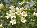 Produktbild: Weigelia middendorfiana - Gold-Weigelie 60-100