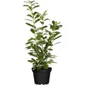 Produktbild: Prunus,aurocerasus 'Novita' 60-80 cm