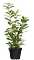 Produktbild: Prunus laurocerasus 'Novita', Kirschlorbeer, immergrün, 60–80 cm
