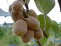 Produktbild: Kiwi-Set, 2 Pflanzen (männ. + weibl.) Actinidia chinensis, 60-80cm im 3,5L Topf