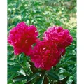 Produktbild: Paeonia Lactiflora Pfingstrose Kansas Ca. 11x11 cm Topf