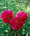 Produktbild: Paeonia lactiflora 'Kansas' 11x11 cm Topf – Winterhart, Mehrjährig, Pflegeleicht – Pfingstrose – Blütenstaude für Beet & Garten