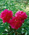 Produktbild: Pflanzen für Dich Staude Paeonia lact. Kansas, 1 St., Edel-Pfingstrose, Pfingstrose