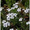 Produktbild: Niedrige Flammenblume Bavaria - Phlox subulata
