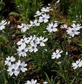 Produktbild: Niedrige Flammenblume Bavaria - Phlox subulata - lebende Gartenpflanze aus den Baumschulen