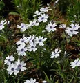 Produktbild: Niedrige Flammenblume Bavaria - Phlox subulata
