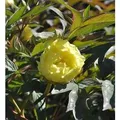 Produktbild: Strauchpfingstrose Gelb - Paeonia suffruticosa