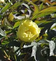 Produktbild: Strauchpfingstrose Gelb - Paeonia suffruticosa - lebende Gartenpflanze aus den Baumschulen