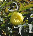Produktbild: Strauchpfingstrose Gelb - Paeonia suffruticosa