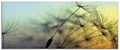 Produktbild: ARTland Wanddeko Glasbilder Wandbild Glas Bild einteilig 125x50 cm Querformat Natur Blumen Pusteblume Sonnenuntergang Himmel Moderne Kunst T5XL