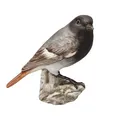 Produktbild: Goebel Figur Vogel des Jahres 2025 Hausrotschwanz Atelier