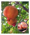 Produktbild: Granatapfel, 1 Pflanze Punica granatum