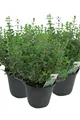 Produktbild: 3er Set Italienischer Oregano im 15cm Topf - Origanum vulgare, frische Oregano Pflanze