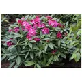 Produktbild: Rhododendron Hybr. 'Berliner Liebe', rosa Blüten, 30-40 cm