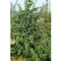 Produktbild: Prunus Domestica President Pflaume 150–200 cm