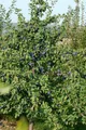 Produktbild: Pflanzen für Dich Obstpflanze Prunus dom. 'President', 1 St., Präsident-Pflaume, Pflaumenbaum, großfrüchtig, spätreifend