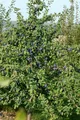 Produktbild: Prunus domestica 'President', Pflaume, 150–200 cm
