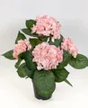 Produktbild: Seidenblumen Roß Hortensienbusch Deluxe 42cm rosa-pink im Topf LM Kunstpflanzen Kunstblumen künstliche Pflanzen Blumen Hortensie