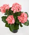 Produktbild: Hortensienbusch Deluxe 42cm rosa-pink im Topf LM Kunstblume künstliche Hortensie