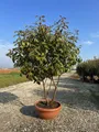 Produktbild: Sunny Tree - Photinia fraseri ‘Red Robin’ – mehrstämmiger Baum – Glanzmispel 180 cm