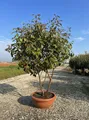 Produktbild: Sunny Tree - Photinia fraseri ‘Red Robin’ – mehrstämmiger Baum – Glanzmispel 180 cm