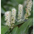 Produktbild: Hochstamm Kirschlorbeer Miniredia 60-80cm - Prunus,aurocerasus