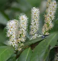 Produktbild: Hochstamm Kirschlorbeer Miniredia® 60-80cm - Prunus laurocerasus